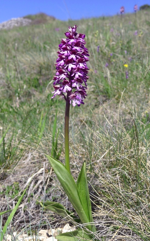 Orchis militaris, Orchis purpurea, Orchis x hybrida  Preappennino aquilano -  2022.